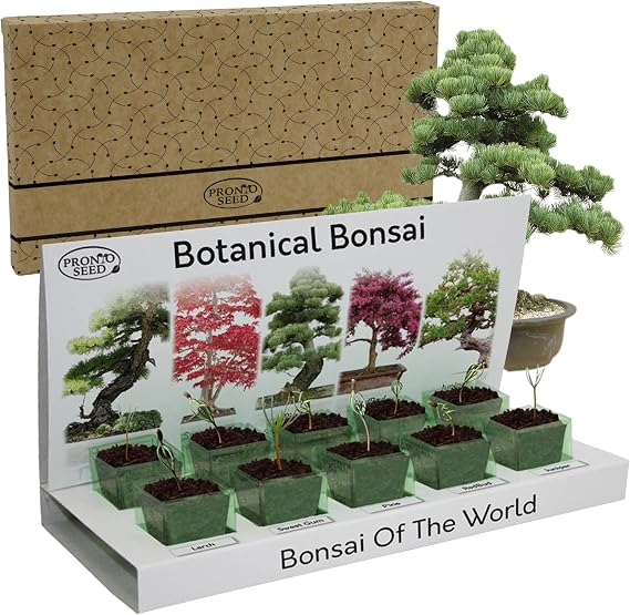 Pronto Seed Grow Your Own Bonsai Tree Kit - 5 Varieties