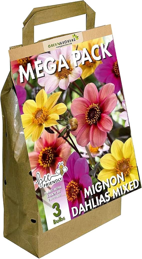 Mega Pack Mignon Dahlias | 3 Mixed Summer Flowering Bulbs | Bee & Butterfly Friendly | Eco Packaging | Premium Holland Selection Quality