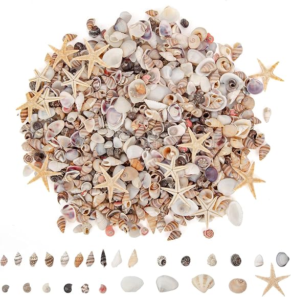 1000 PCS Mini Sea Shells Small Starfish Mixed, Seashells for Crafting