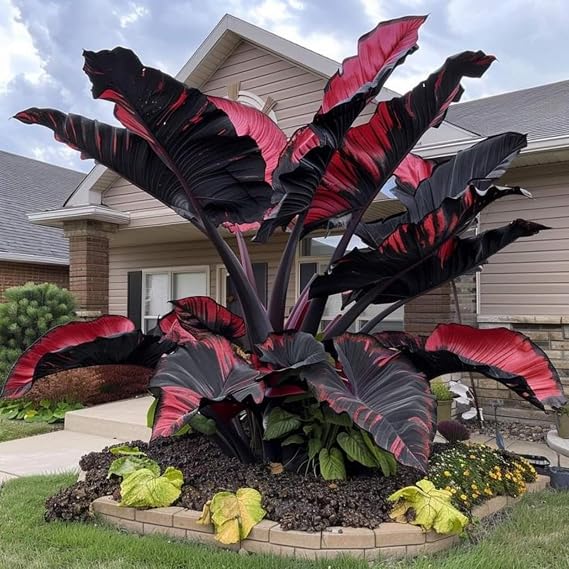 Perennial Flower Bulb is Hardy Elephant Ear Hardy Plants Mysterious Magic Light Bulb Rare Beautiful 3Elephant Ear Tuber-D
