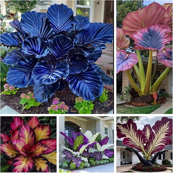 Giant Elephant Ear - Shade-Tolerant Perennial - Large-leaved Elephant Ear - Garden and Outdoor Decoration - that Grow Fast/Golden Jade Carving-2 Bulbs-D