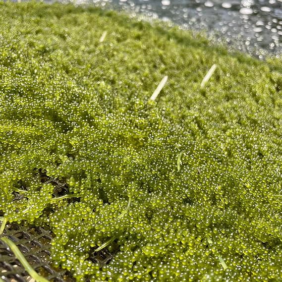 Sea Grapes Freshness, Yanbaru Sea Grapes, Special A Product, 7.1 oz 2,000 g,  Directly From the Producing Area, Includes Perilla Dressing, Plenty of Minerals, Plenty of Hyaluronic Acid and