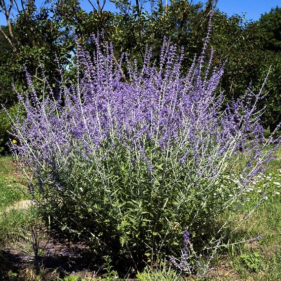 Thompson & Morgan Hardy Perennial Russian Sage ‘Blue Spire’ Flowering Shrub, Potted Garden Plants Ideal for Cottage Gardens, Patio and Containers (2 x 3.5 Litre Pot)