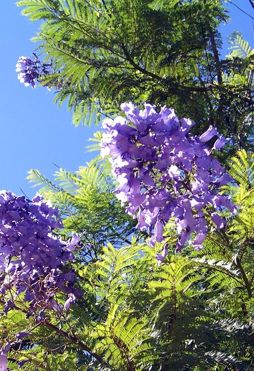 Seedeo® Jacaranda Cultivation Set (Jacaranda mimosafolia)