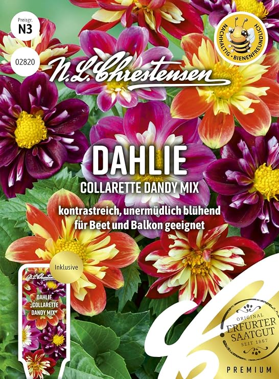 Dahlia Collarette Dandy Mix Seeds
