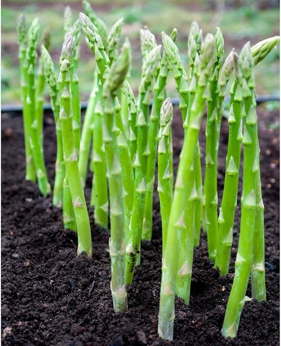 Asparagus Mary Washington 160 Seeds Easy to