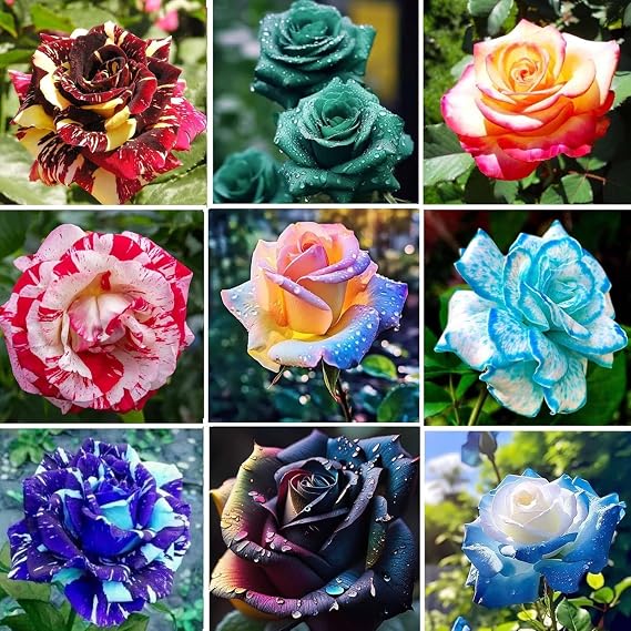 Gorgeous Rose Bulbs Mix UK,Flowering Rhizome,Iridescent,Excellent Display,Perennial,Hardy,Good for Containers,Balcony Garden Bulbs.-1bulb-Mixture