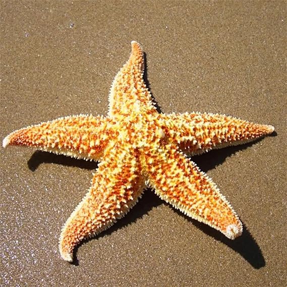 Sea Shells for Décor,2Pcs 10-16cm Dried Starfish Sea Star Beach Craft Natural Shell Conch Wall Sticker Floor Wedding Party Home Decoration