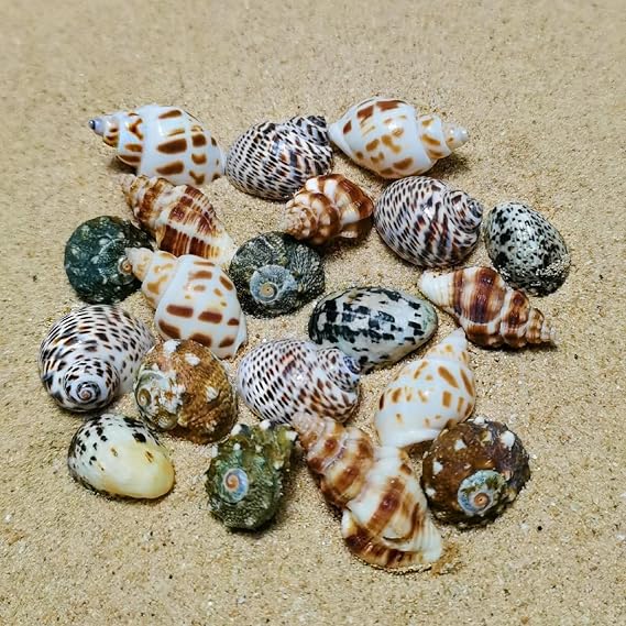 Sea Shells for Crafting,20Pcs Natural Starfish Aquarium Hermit Crab Shells Drift Bottle Material Home Ornaments Gift 1-3cm
