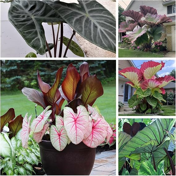 Elephant Ears Bulbs.Colocasia gigantea Bulbs.Strong Plants That Grow Well Mix Golden Jade Carving Feels Beautiful.-3 Bulbs-A