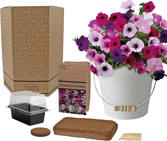 Pronto Seed Petunia Flower Growing Kit with Cream Bucket