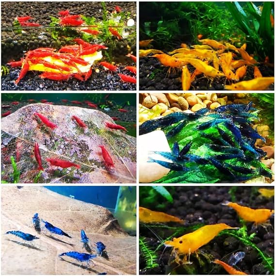10x Assorted high Grade Tropical Freshwater Live Shrimp