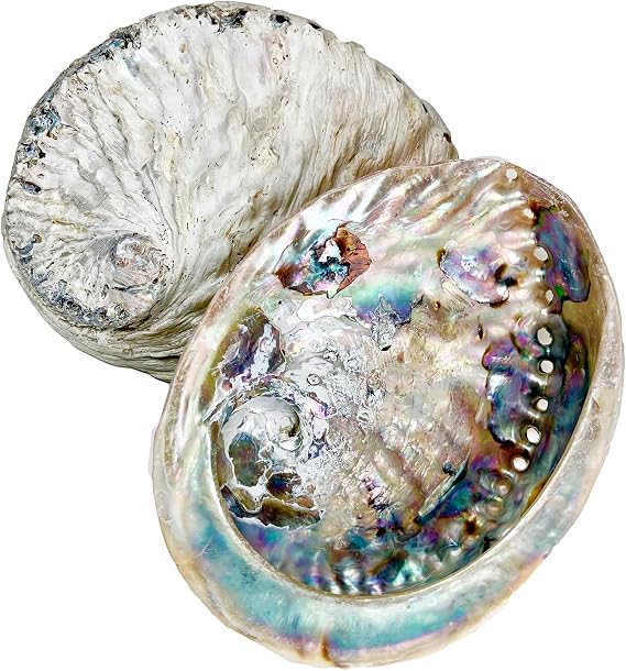 Darthome Unpolished Abalone Shells Colourful Natural Sea Beach Ocean Bathroom Decoration (Large 15-17cm)