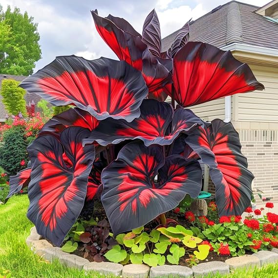 Rare Elephant Ears Elephant Ear Plant Elephant Ear Bulbs Ornamental Flowers/Plant Bulbs/Wedding Flowers-8bulbs-e