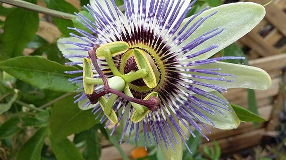 Blue PASSIONFLOWER Passiflora caerulea - 30-40cm (Cut Back) Tall Plant in a 7cm Pot - The hardiest Passion Flower for The UK - Fast Growing Climber with Large, Blue Flowers