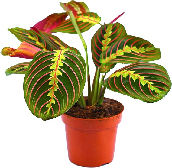 Maranta Fascinator Tricolour Prayer Plant for Home or Office (20-30 cm Including Pot)