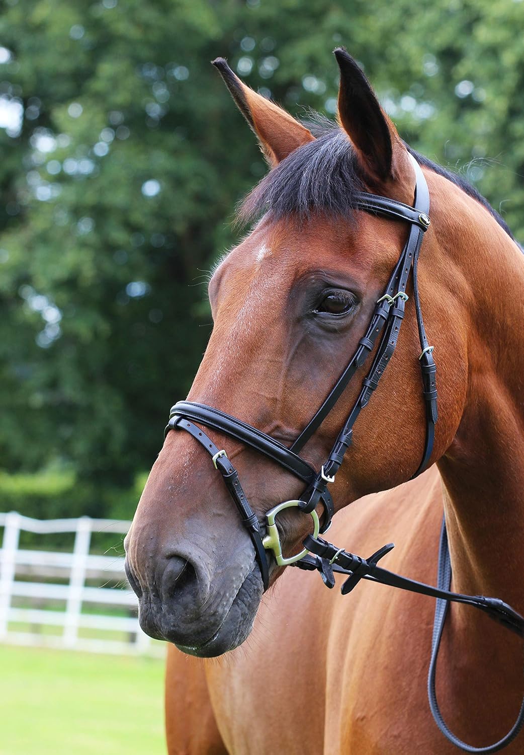 Gallop Leather Padded Bridle with FREE Rubber Reins Black or Brown