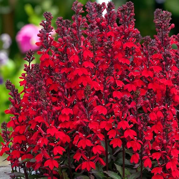 Carbeth Plants 3 x Lobelia Queen Victoria in 10cm Pots