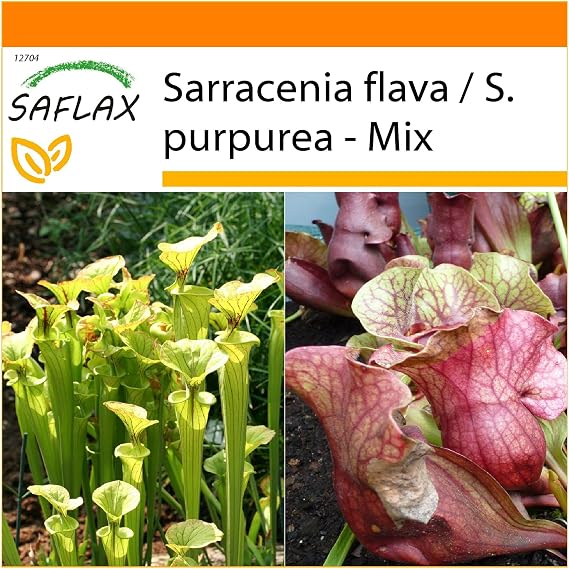SAFLAX - Garden in the Bag - Pitcher Plant Mix - 10 Seeds - Sarracenia Flava/S. purpurea - Mix