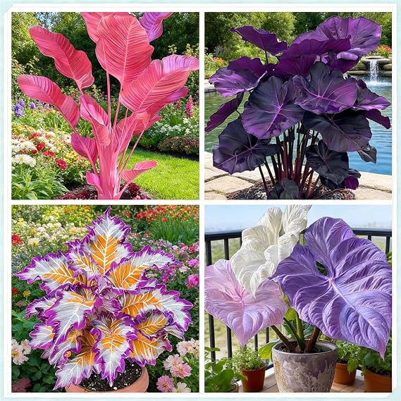 Elephant Ear Bulbs with Large Leaves, Perennial Ornamentals for Indoor Display and Garden Beds-10bulbs-E