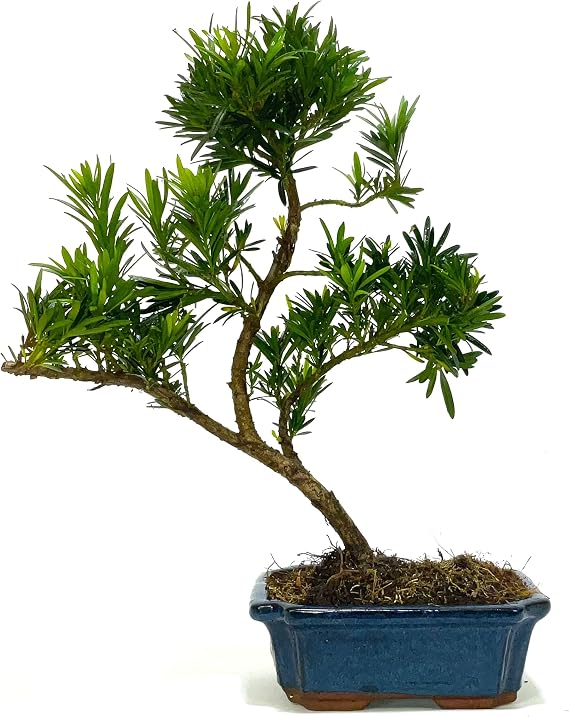 Podocarpus (Buddhist Pine) Bonsai Tree Informal Upright No Care Set