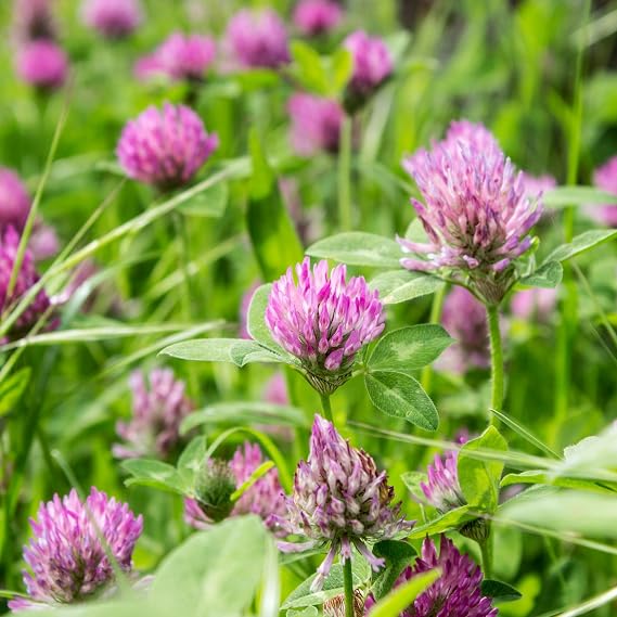 Red Clover Seeds