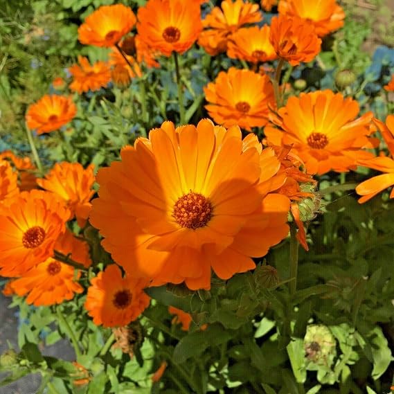 200 Seeds Pot Marigold Orange King Calendula Officinalis Useful Easy for Grow Garden
