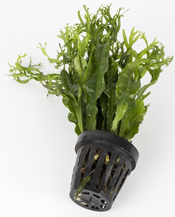 5 pots Micro SORUM Pteropus Windelov Java Fern