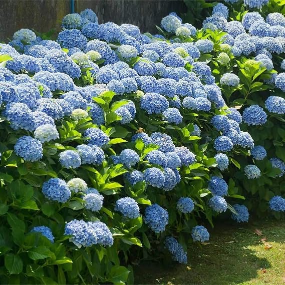 Carbeth Plants Blue Hydrangea in 5L Pot - Summer Garden Plant