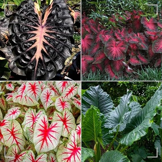 Elephant Ear Bulbs Mix for Planting Now UK/Good for Containers/Strong Plants That Grow Well/Greening Flower/Natural Organic/Cut Flowers/Wedding Flowers.-3bulbs-greenH