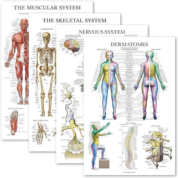 Palace Learning 4 Pack - Anatomical Poster Set - Laminated - Muscular, Skeletal, Nervous System, Dermatomes - Anatomy Chart Set (LAMINATED, 18'' x 27'')
