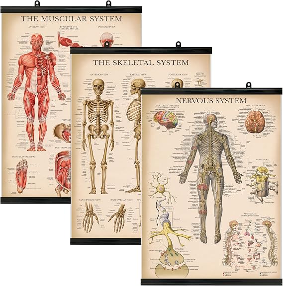 Palace Learning 3 Pack - Vintage Muscle + Skeleton + Nervous System Anatomy Poster Set - Muscular and Skeletal System Anatomical Charts - Laminated With Plastic Frame 18" x 24"