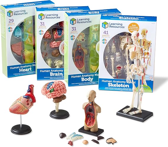 Learning Resources Anatomy Models Bundle, Ages 8+, Human Body, Brain, Heart, Skeleton, Miniature Models for Classroom Learning, Hands-on Science, 132 Pieces