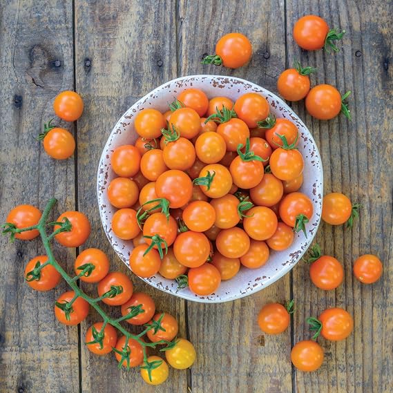 PREMIER SEEDS DIRECT - Tomato Honeycomb F1-12 Seeds