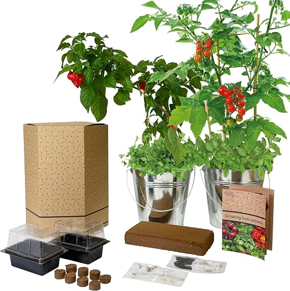 Pronto Seed Chilli & Tomato Grow Kit - Twin Galvanised Buckets