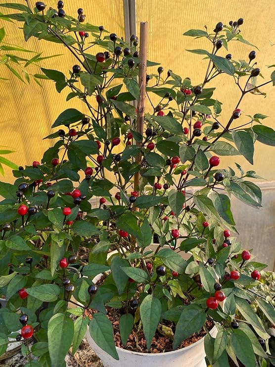 Chili Mini Black Pearl 10 Seeds