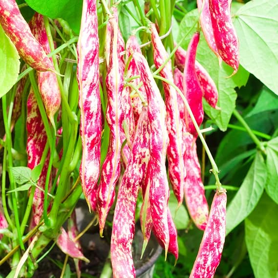 PREMIER SEEDS DIRECT - Dwarf Italian BORLOTTO Bean - Lingua DI Fuoco - 70 Grams - Approx 100 Seeds