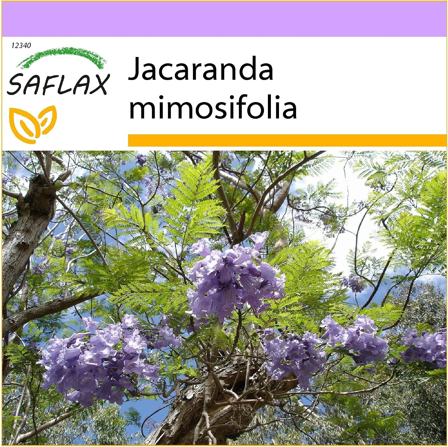 SAFLAX - Jacaranda - 50 Seeds - Jacaranda mimosifolia