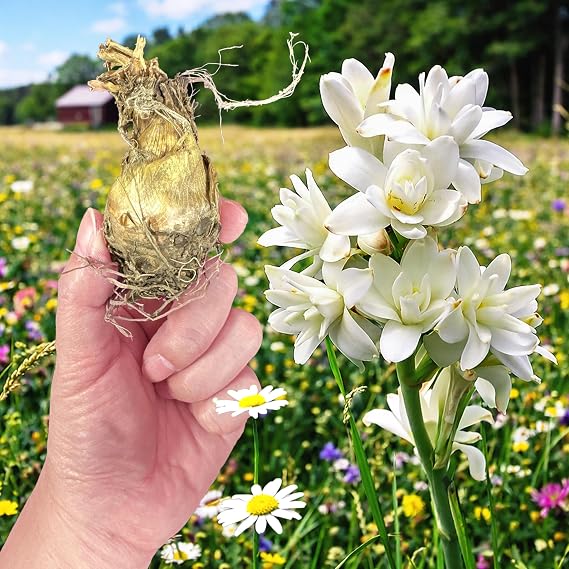 2 Polianthes Tuberosa The Pearl Bulbs – Fragrant White Tuberose Bulbs Sweet Scent Summer Blooming Plants Perennial Garden for Cut Flowers Outdoor Borders Containers Patio Wedding